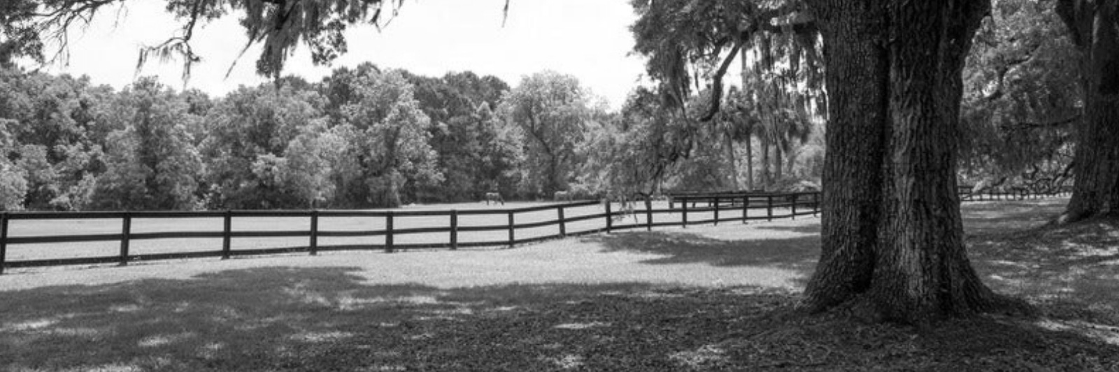 Large oak tree beside pasture with fence